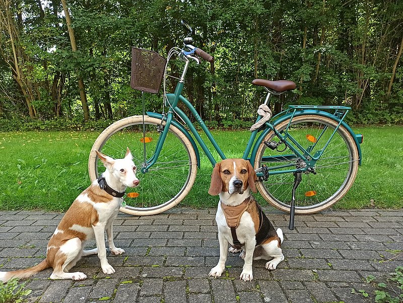 Unterwegs mit Fahrrad und Hunden